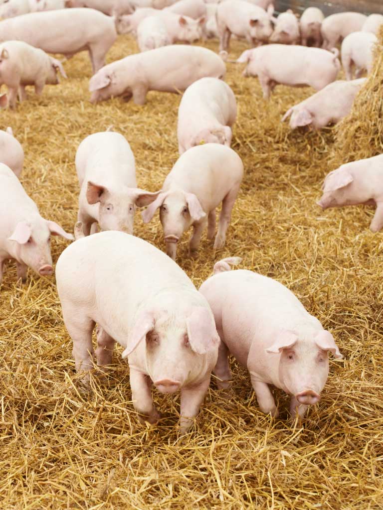 Волгоградские свиньи. Животноводство свиноводство. Сельское хозяйство свиноводство. Свиньи на ферме. Свиноферма.